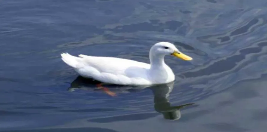 If you dream about a duck, what number should you bet on Accurate Dream Interpretation